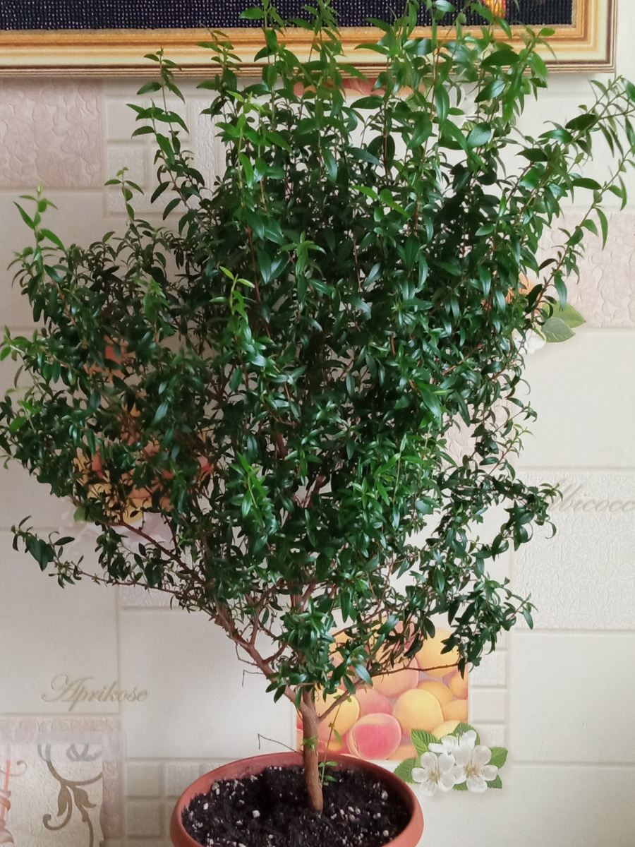 Мирт обыкновенный