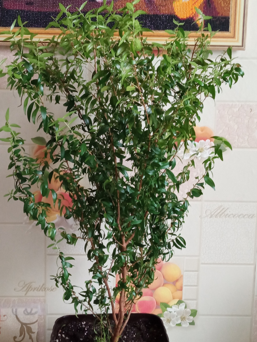 Мирт розовеющий