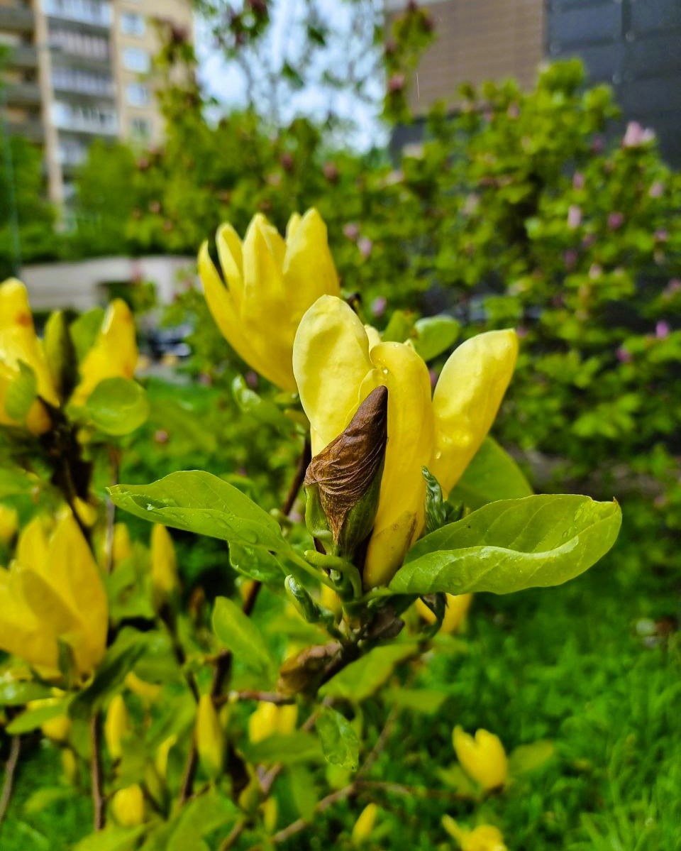 Цветение магнолии в московском дворе. Май.
