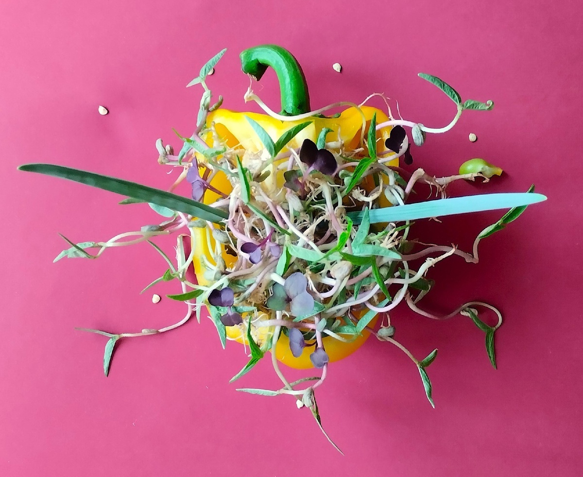 Проростки бобов маша, микрозелень редиса Санго.