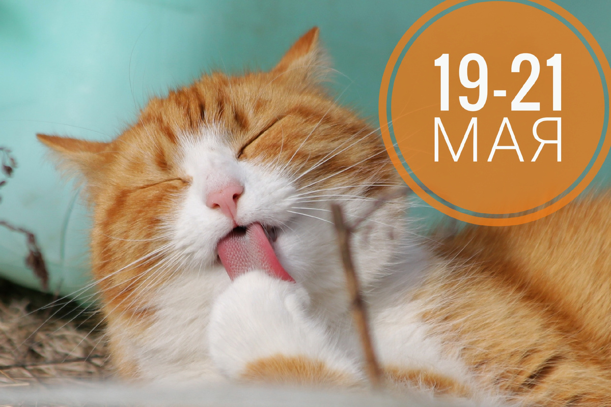 Нумерологический прогноз: котики всегда в тренде