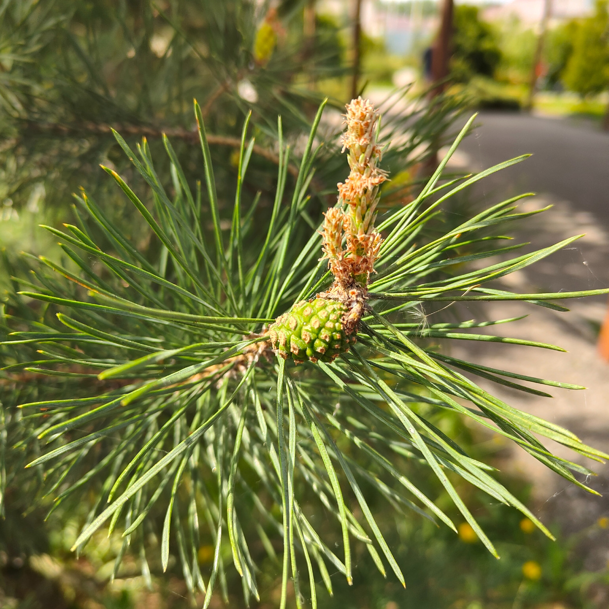 В соснах пряталась