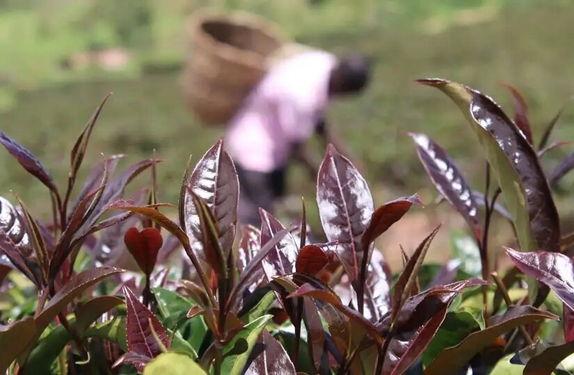 фиолетовый чай растет в высокогорных районах Кении
