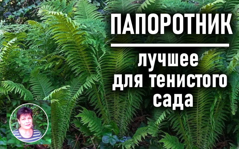 На превью  Страусиный папоротник - одно из самых высоких тенелюбивых растений в мире! 