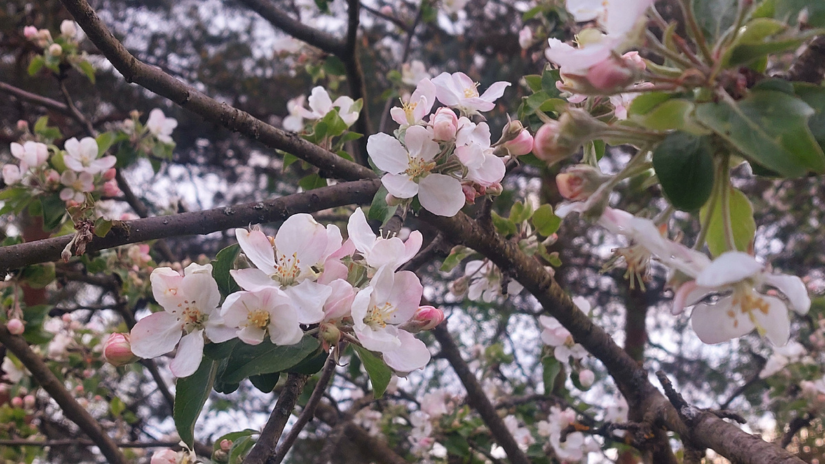 Моя Мельба сейчас). 