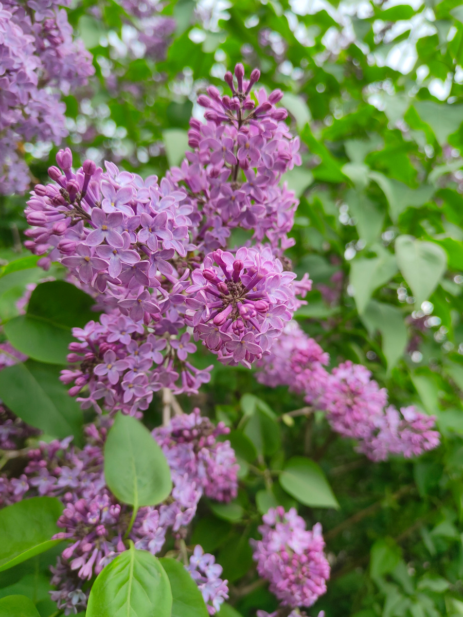 В мае нижегородские дворы благоухали запахом сирени. Фото моё