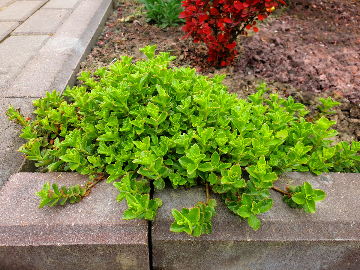 Это одна клумба с очитком.