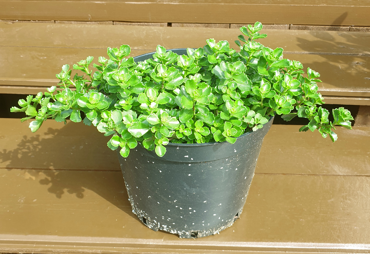 Подаренный очиток прошлым летом. Был вот такой жирненький. Я его подкармливала, но без кормления он мне больше нравится. Выглядит лучше. 