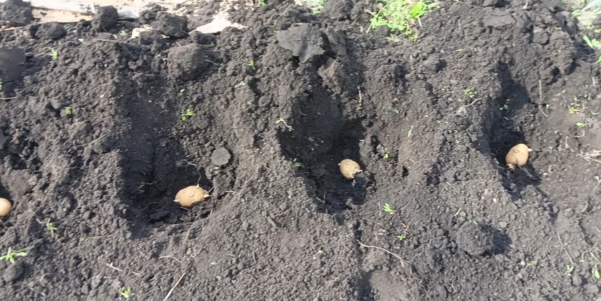 Картоха в лунках