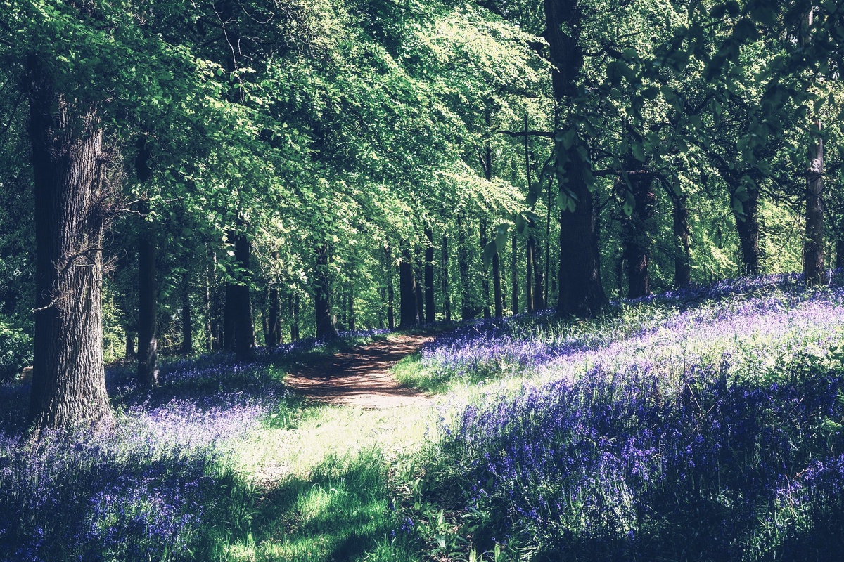 Мир спящего 