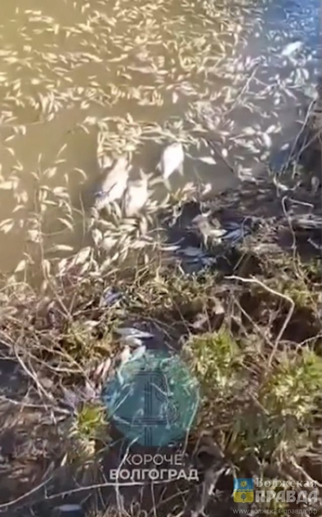 Скриншот с видео Телеграмм канала Короче Волгоград📷    Щуки, судаки, язи: страшный мор рыбы под Ленинском связали с маловодьем
