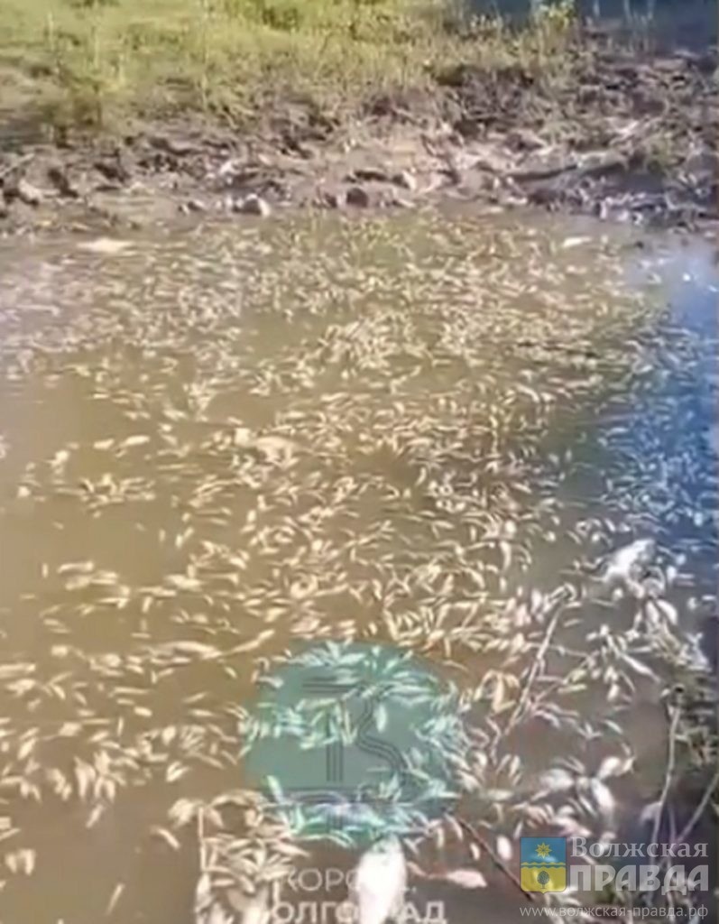 Скриншот с видео Телеграмм канала Короче Волгоград📷    Щуки, судаки, язи: страшный мор рыбы под Ленинском связали с маловодьем
