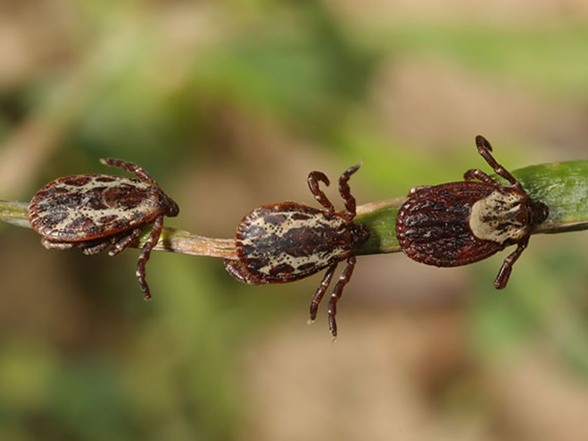 Это клещи рода Dermacentor - переносчики пироплазмоза (бабезиоза) собак