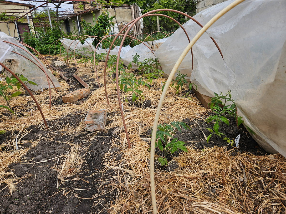 Томаты инденты в раскрытом парнике