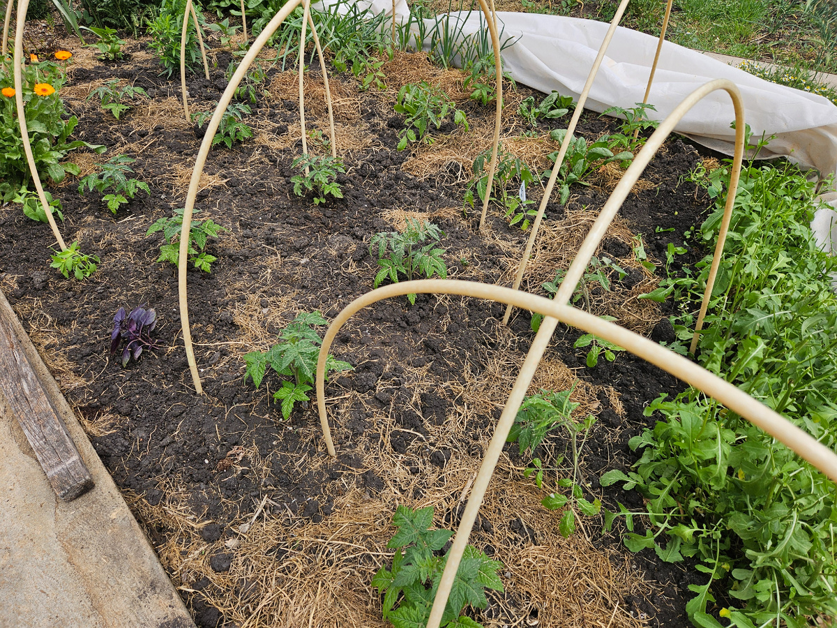 Низкорослые томаты-гномы