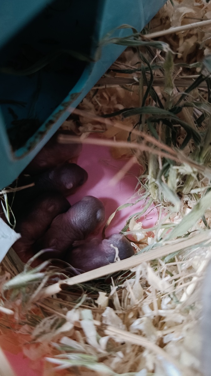 У нас в помете 5 прекрасных малышей 