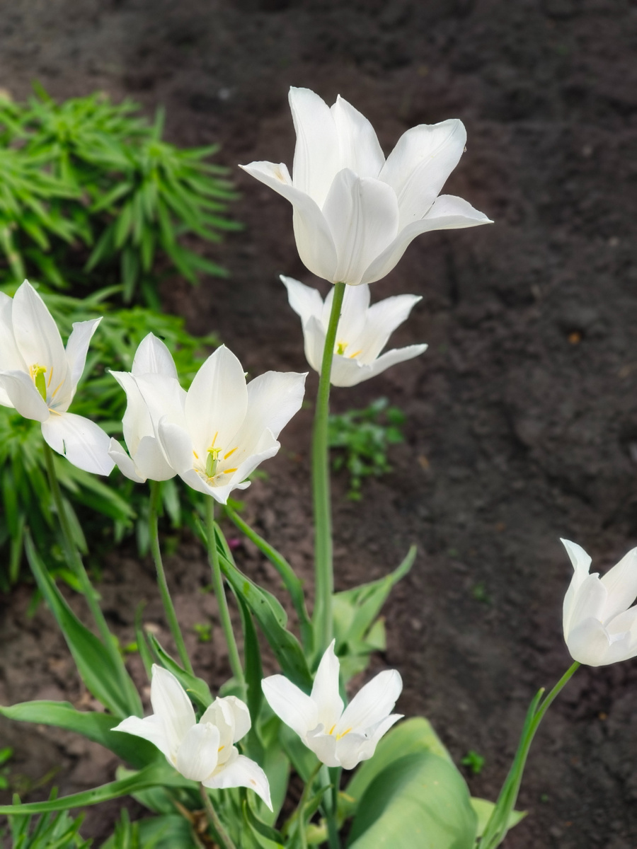 Лилиецветные белые. 