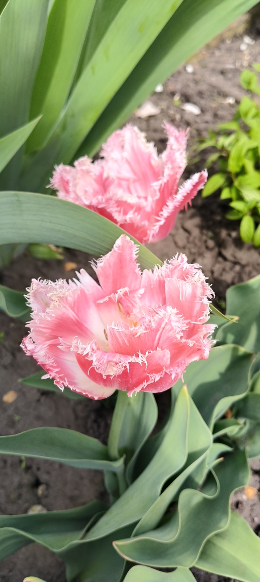 Бахромчатый. Из новых. 