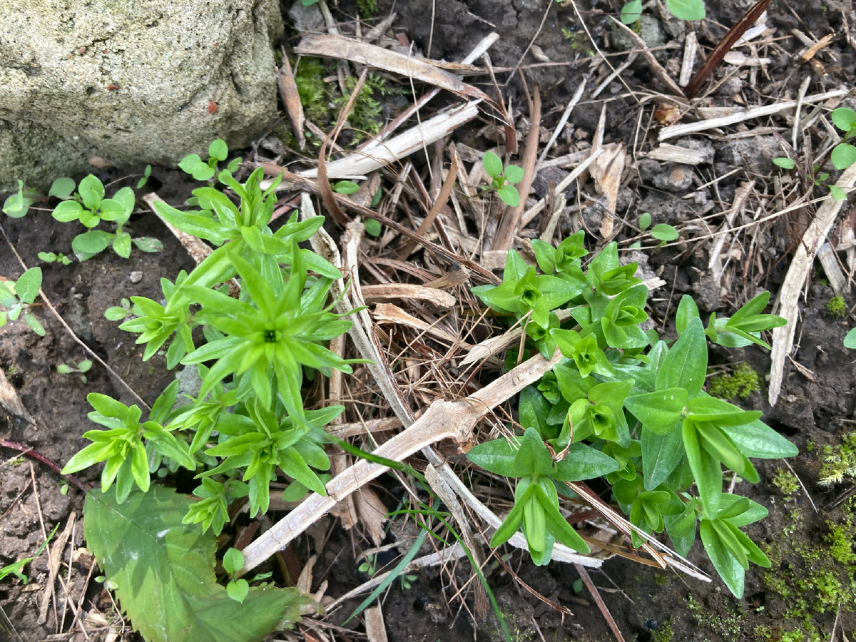 Похоже ведь на бутоны, правда?