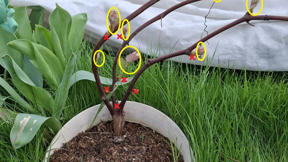 Формировка молодого куста винограда. Что оставить, а что удалить?