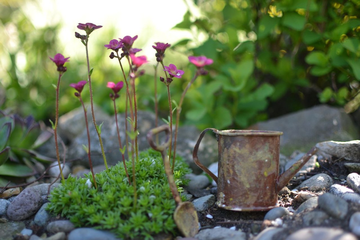 Камнеломка Арендса в моем саду, листайте