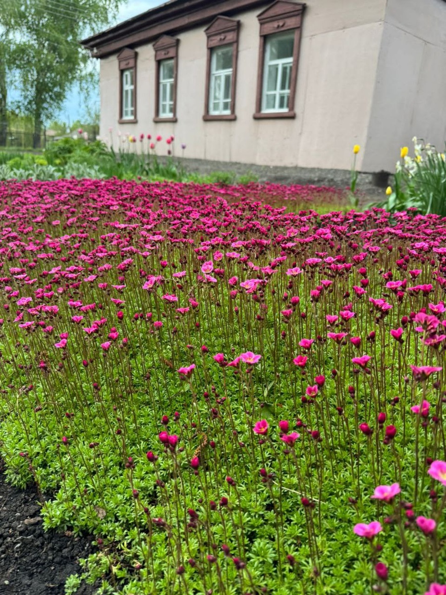 Камнеломка Арендса в саду у Татьяны в Пензенской области, фотографии ее же