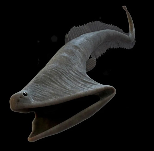 Обитают преимущественно на глубинах от 500 до 3000 м, но отдельные особи были замечены на глубине до 5000 м.