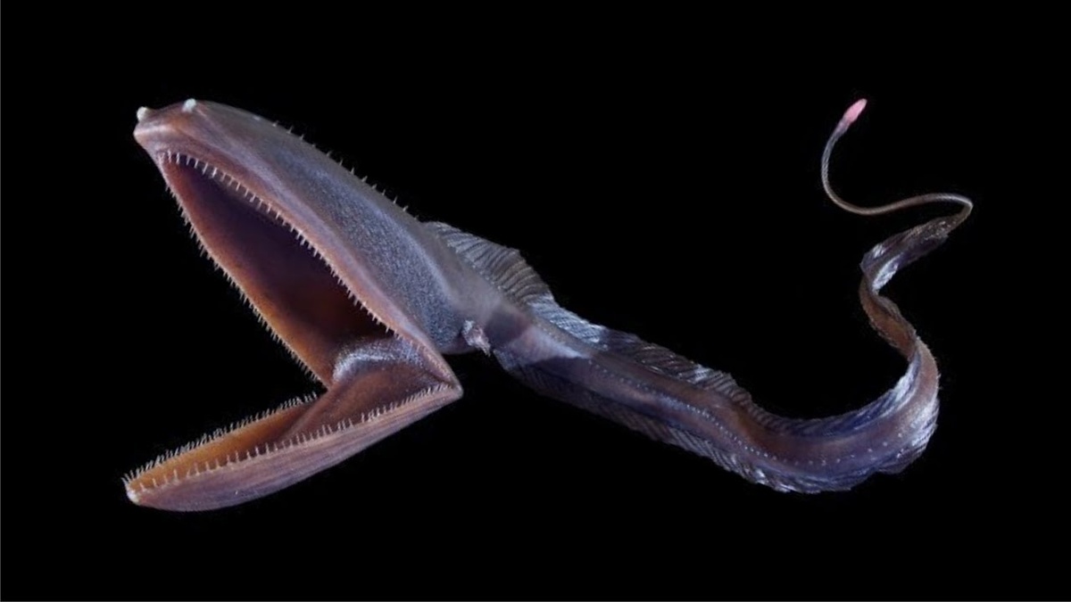 Пеликановидный большерот.