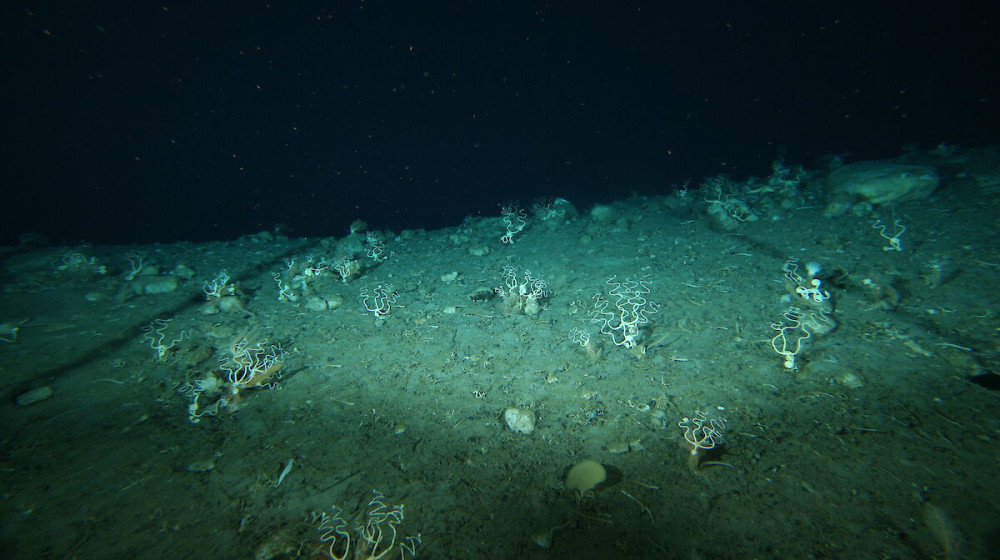    Тайна океанских ведьминых кругов у берегов Дании раскрыта