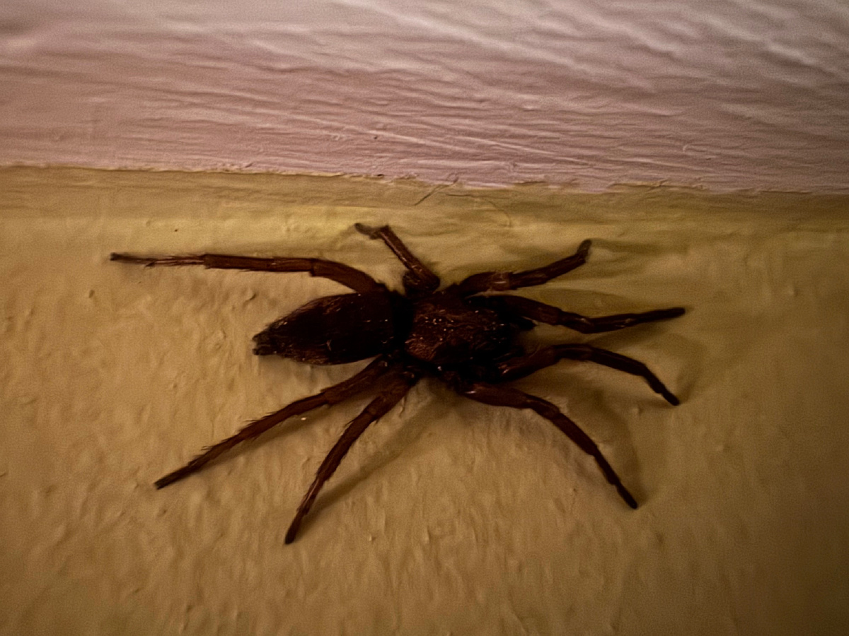 Восьминогий