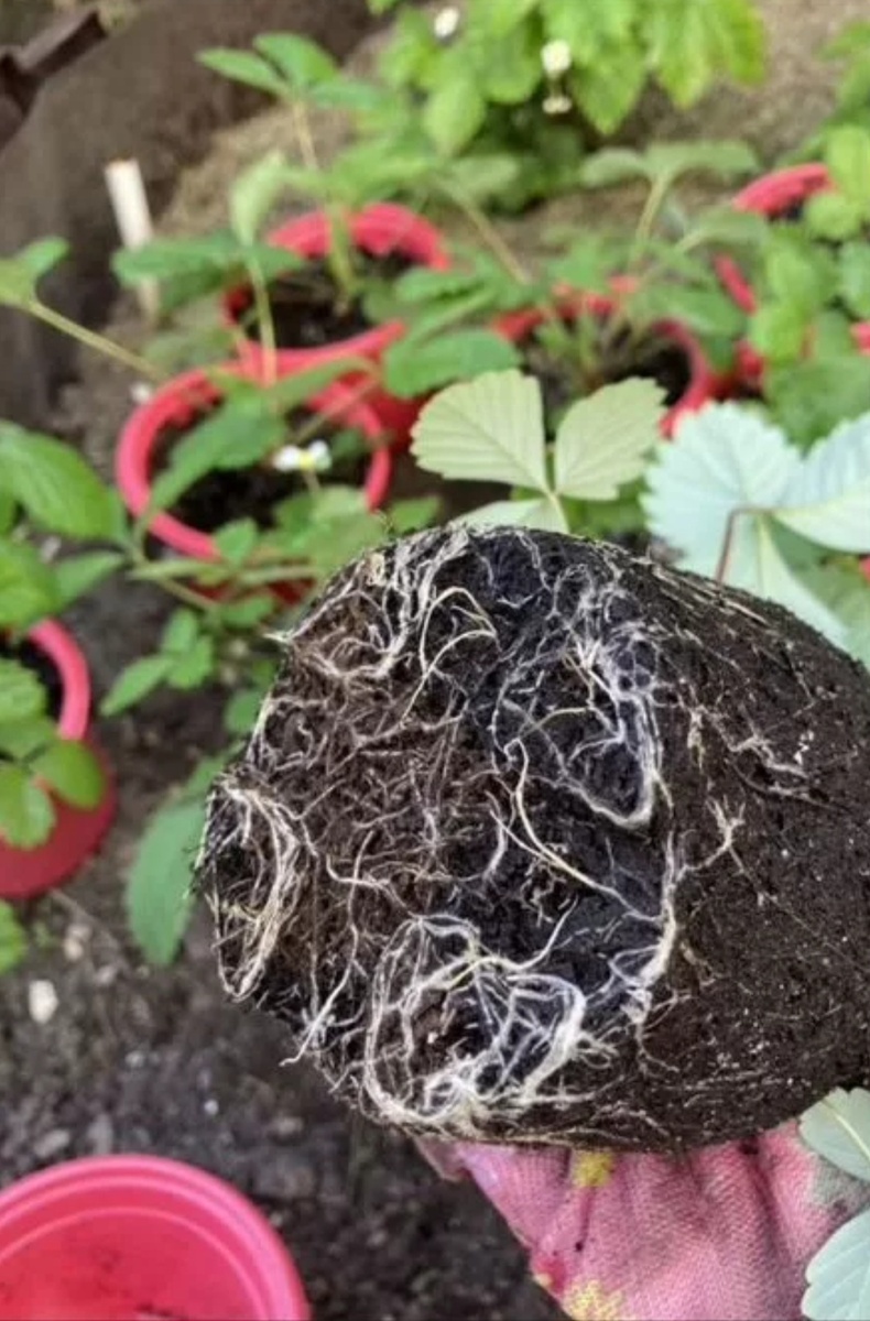 Здоровая корневая при посадке с микоризой