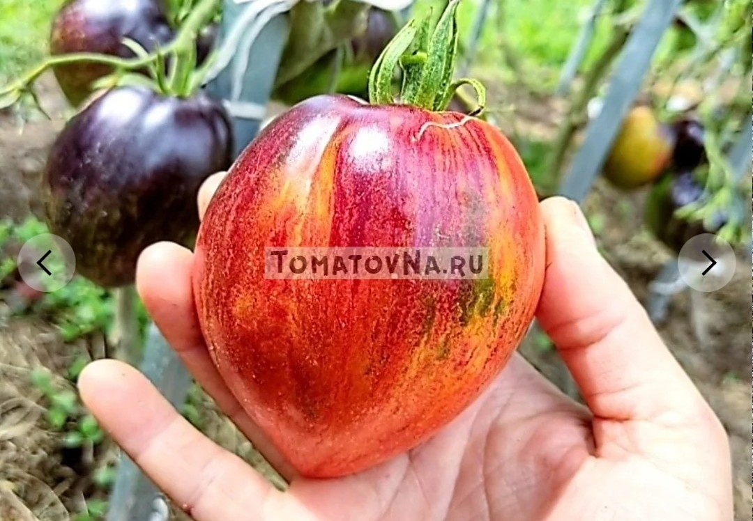 Огненная комета Софии. Здесь и далее фото из нашего каталога 