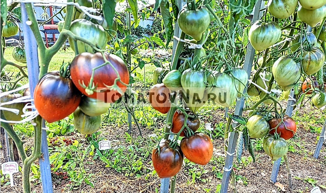 Вишневый сироп