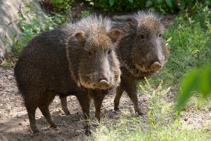 Домашнюю свинью скрестили с дикими кабанами из Европы. pinterest.com.