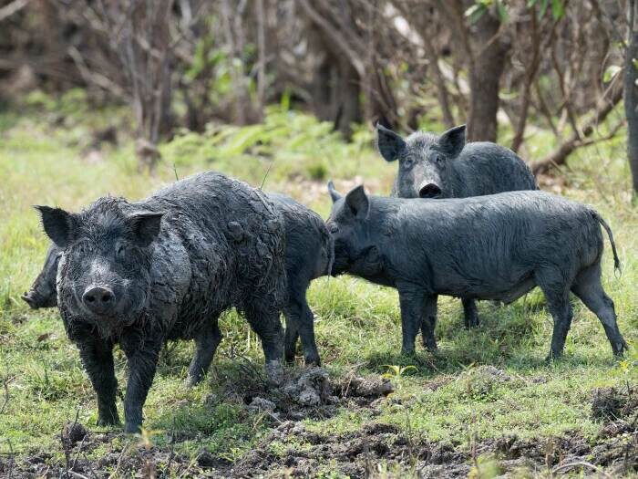 Ситуация отнюдь не смешная. Свиньи наносят ущерба на миллиарды долларов. icr.org.