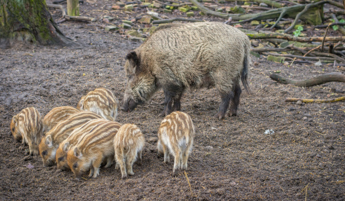 Получился рейзорбек - гибрид свиньи и дикого кабана. yandex.