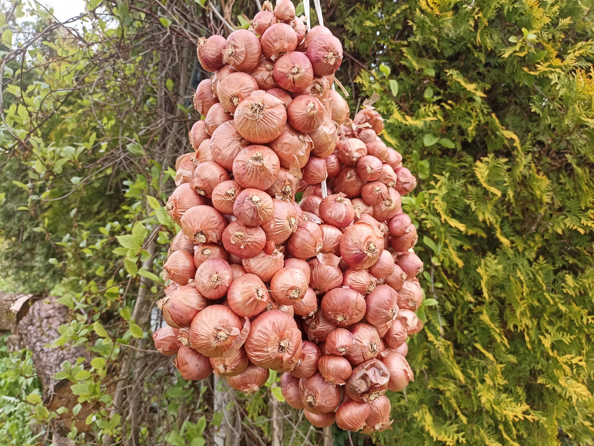 Красный семейный лук, ни разу не подводил и хранится до нового урожая. Фото автора
