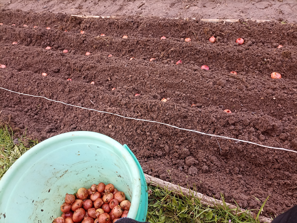 Высаживаю лук в бороздки и засыпаю граблямис бортиков борозды. Фото автора