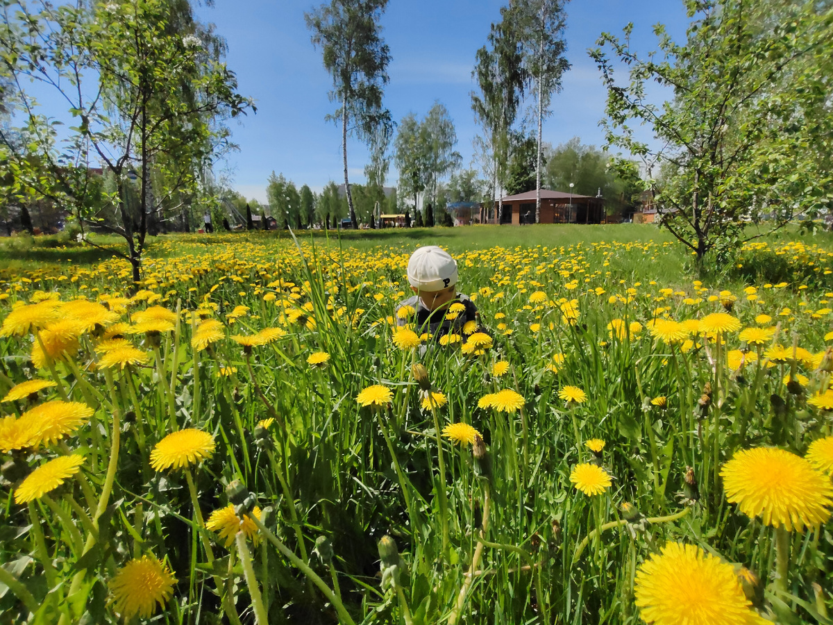 Золотой луг 