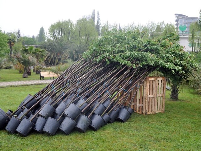    Фото: ТАСС/Виктор Клюшкин