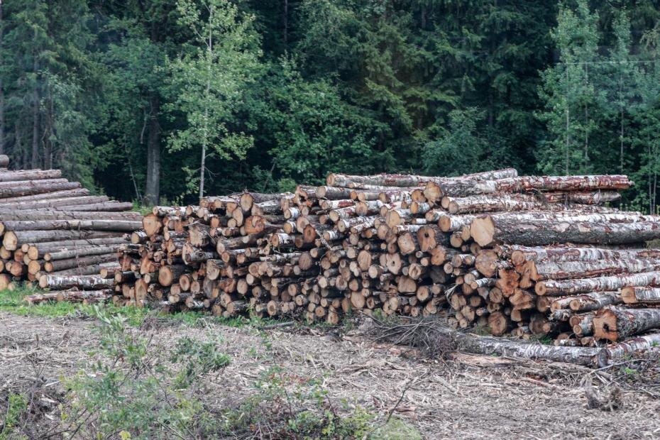    Сергей Булкин/NEWS.ru