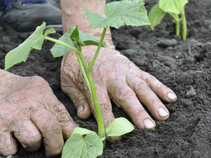 Кидаю это в лунки, сажая огурцы в открытый грунт, чтобы собрать урожай в 15-17 кг с 1 м2