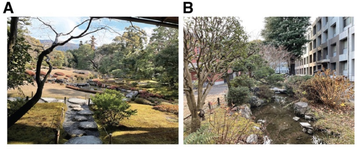 Два сада, использованных в исследовании. (A) Фотография сада Мурин-ан в день эксперимента. (B) Фотография сада Киотского университета (KUG) в первый день эксперимента.