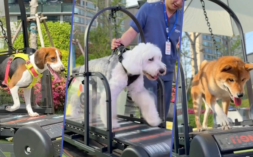 За вашей собакой будет смотреть ветеринар. Вместо вас. За деньги