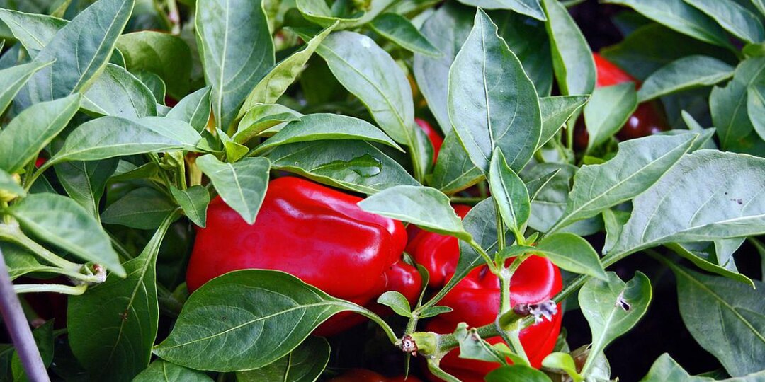 Три ложки в лунку — и перец начинает качаться, как на дрожжах