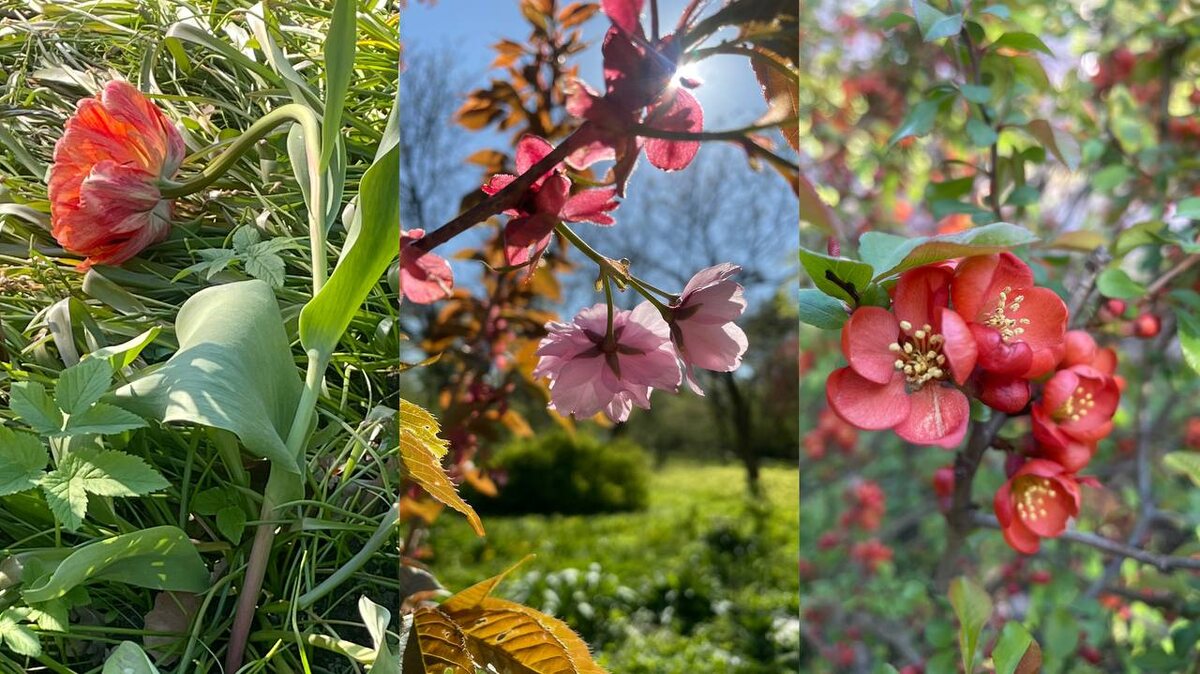 Ботанический сад