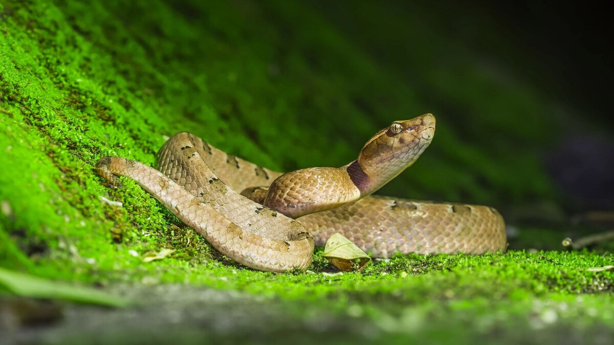    Фото: Worraket/Shutterstock/Fotodom