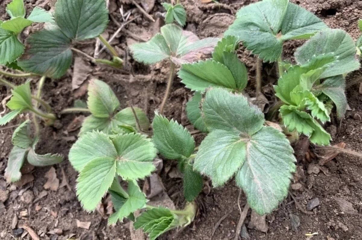    Агроном напомнил новосибирцам, когда сажать овощи в открытый грунт