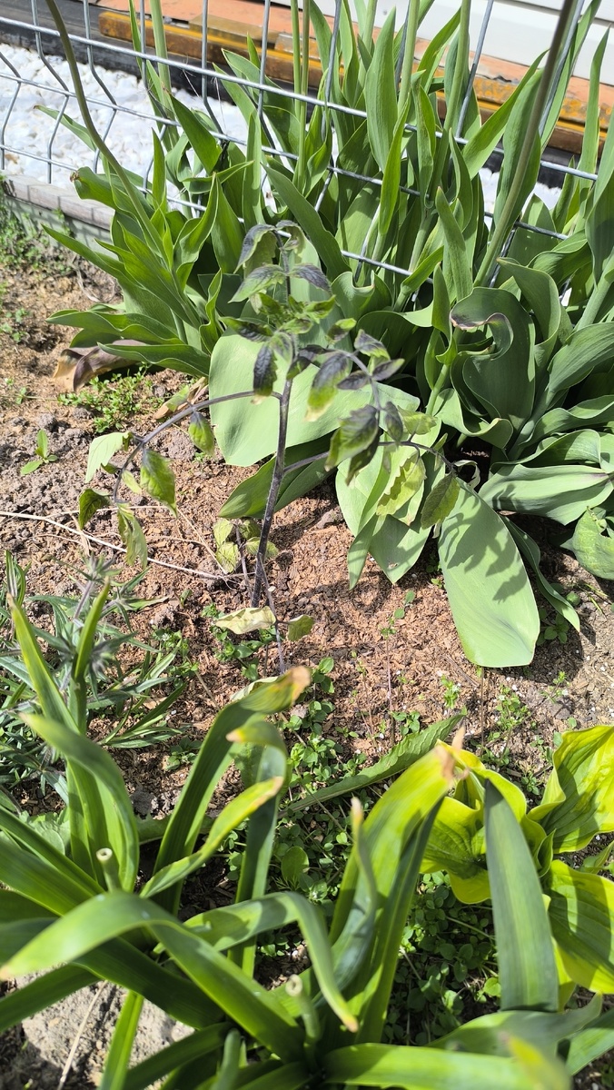 Фиолетовый уличный помидор. Посинел от холода.