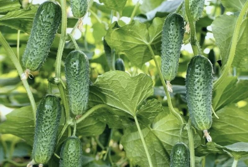 Посев огурцов в открытый грунт: пошаговая технология для богатого урожая